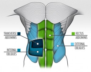 abs anatomy